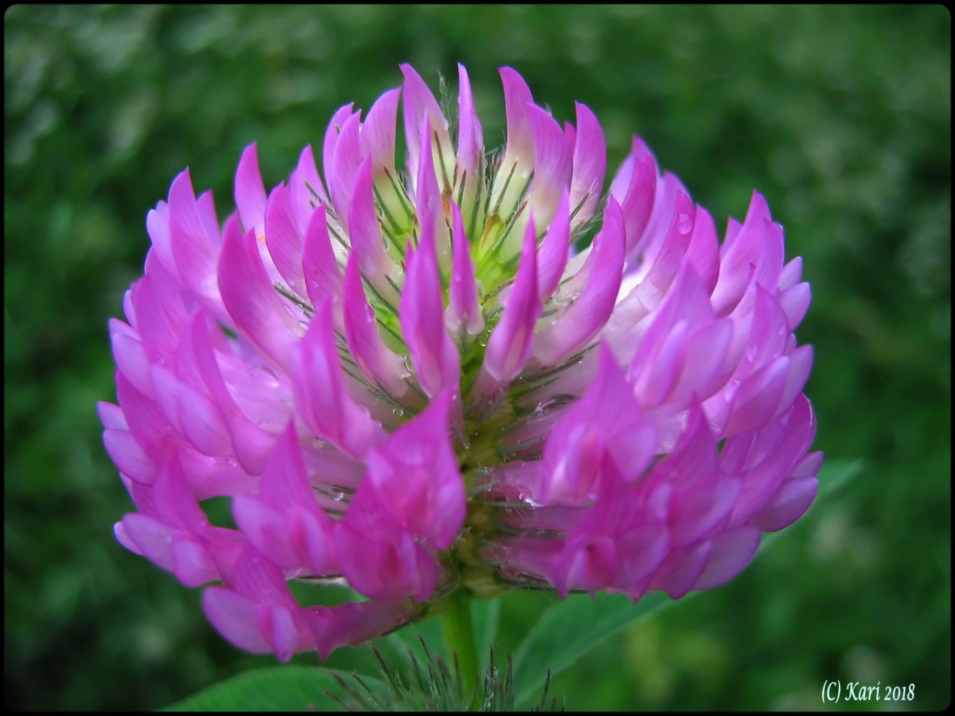 Valokuvaaja: Kari Saarinen