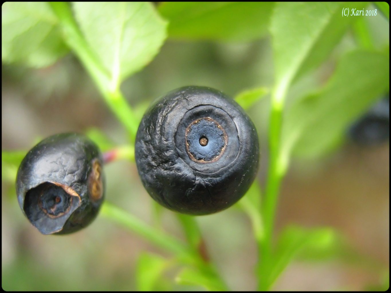 Valokuvaaja: Kari Saarinen