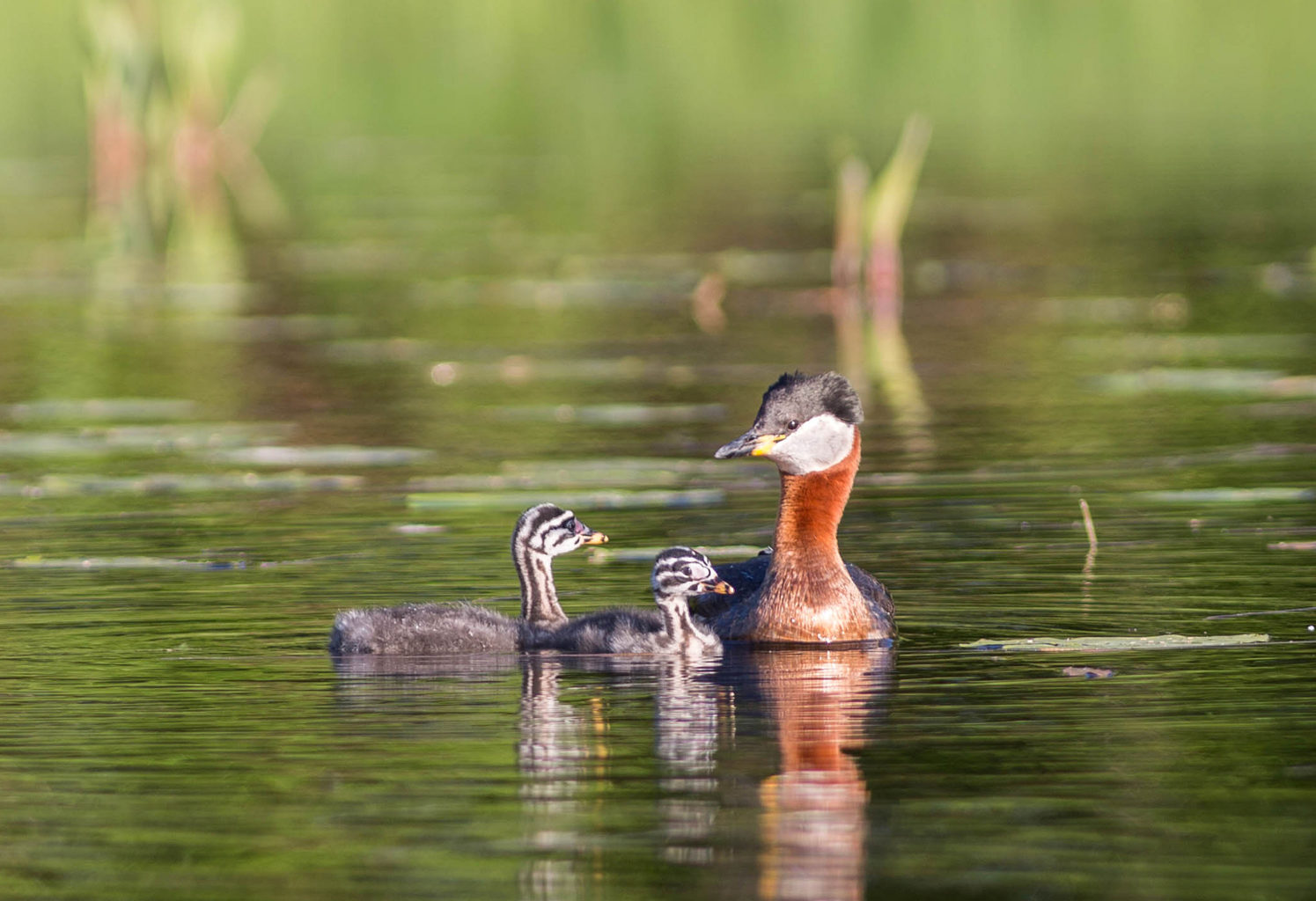 Valokuvaaja: Irma Kortekallio