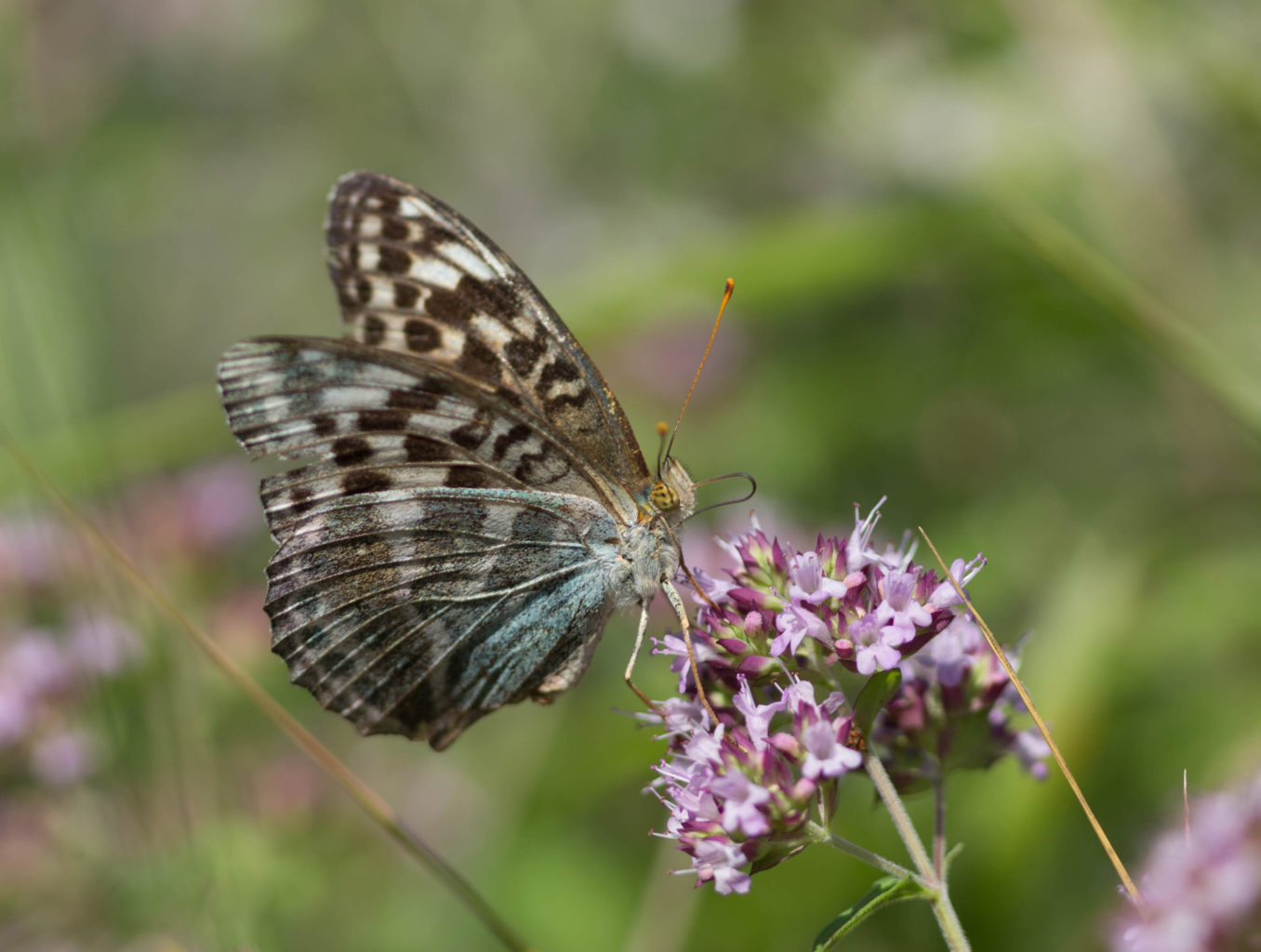 Valokuvaaja: Irma Kortekallio