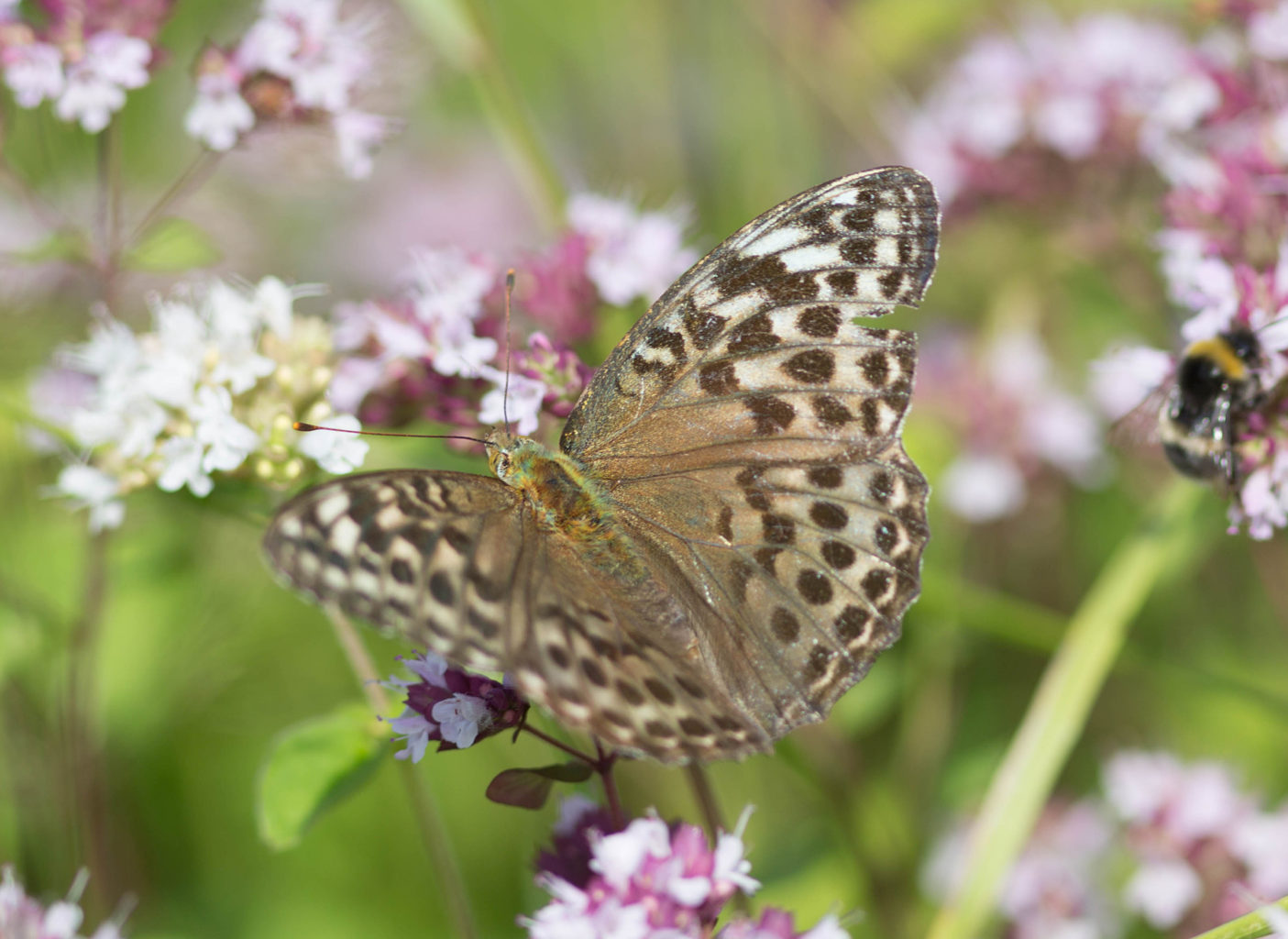 Valokuvaaja: Irma Kortekallio