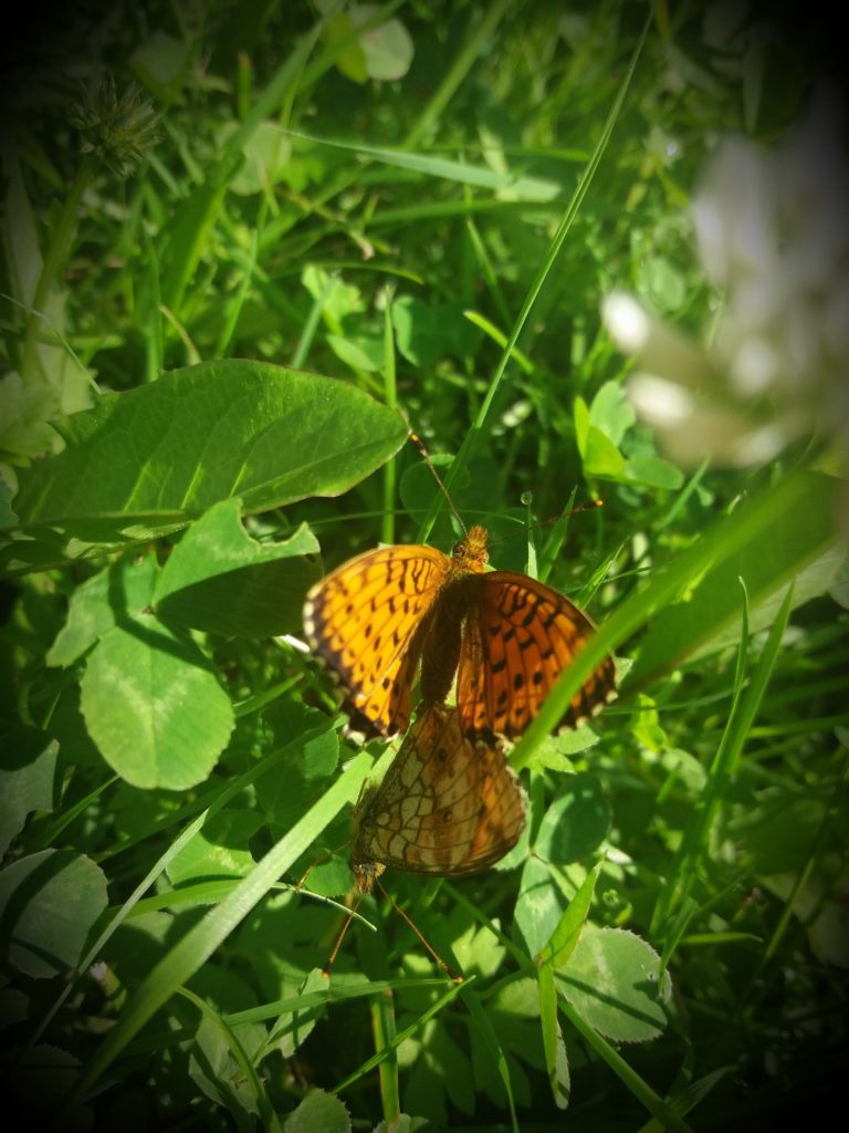 Valokuvaaja: Hanna Soikkeli