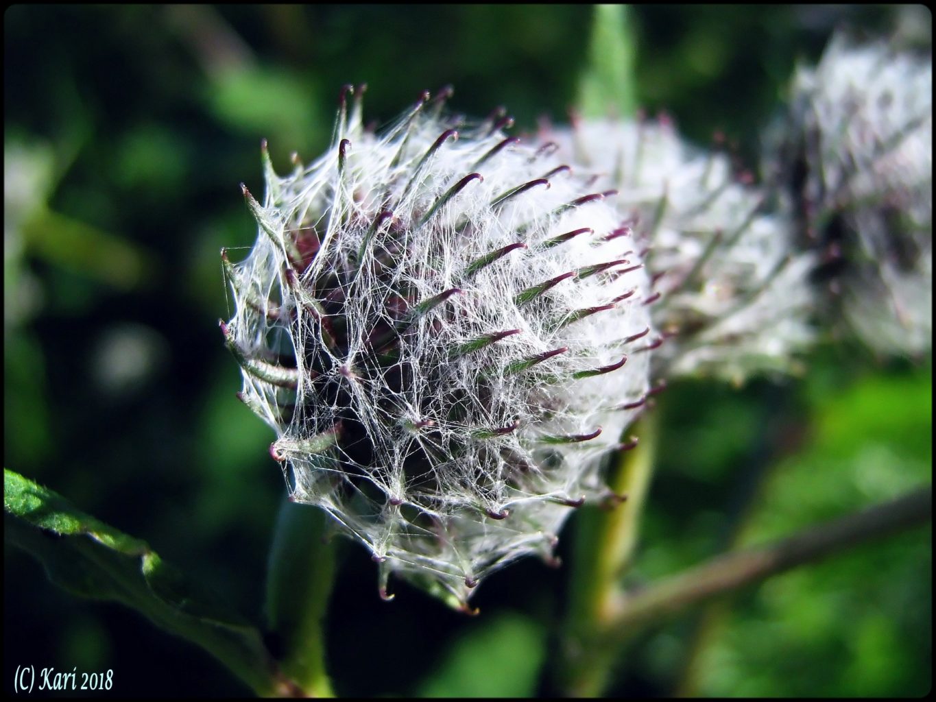 Valokuvaaja: Kari Saarinen