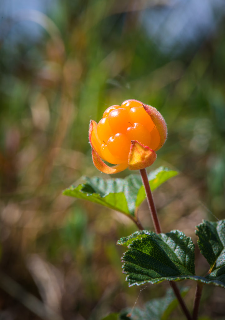 Valokuvaaja: Jukka Risikko