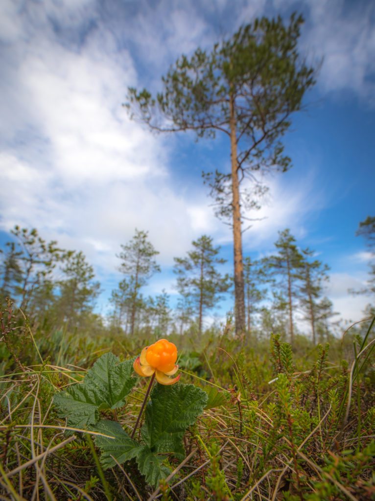 Valokuvaaja: Jukka Risikko