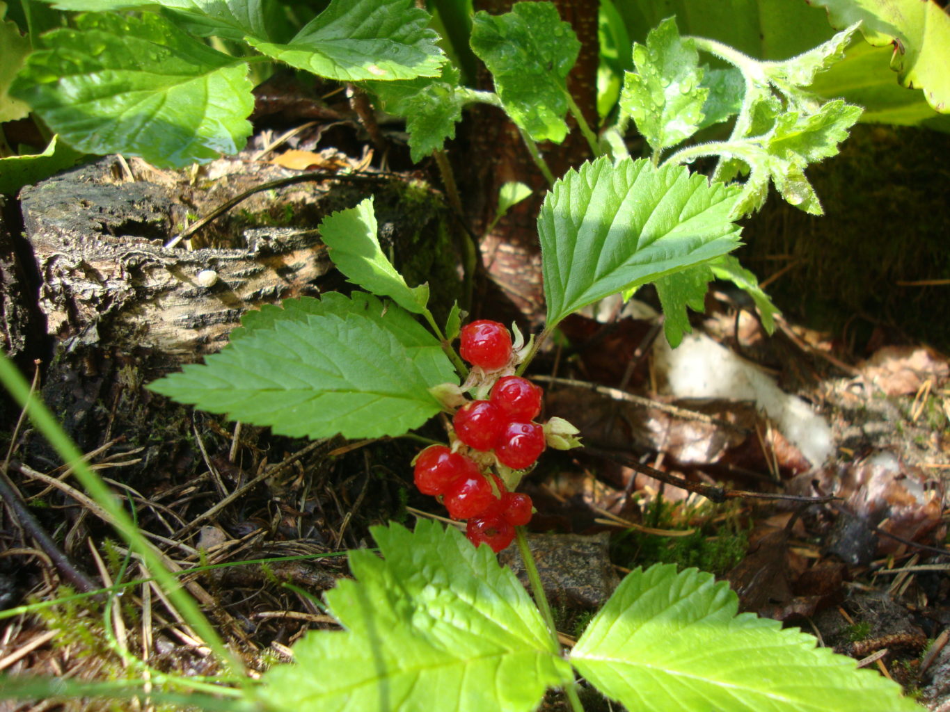 Valokuvaaja: Anja Mustamaa