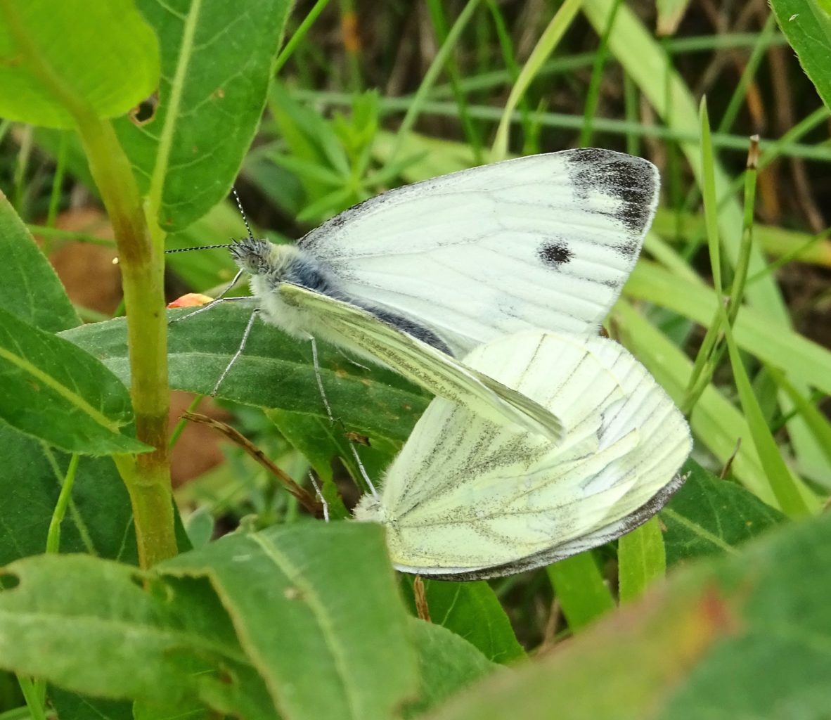 Valokuvaaja: Liisa Niiva-Korpela