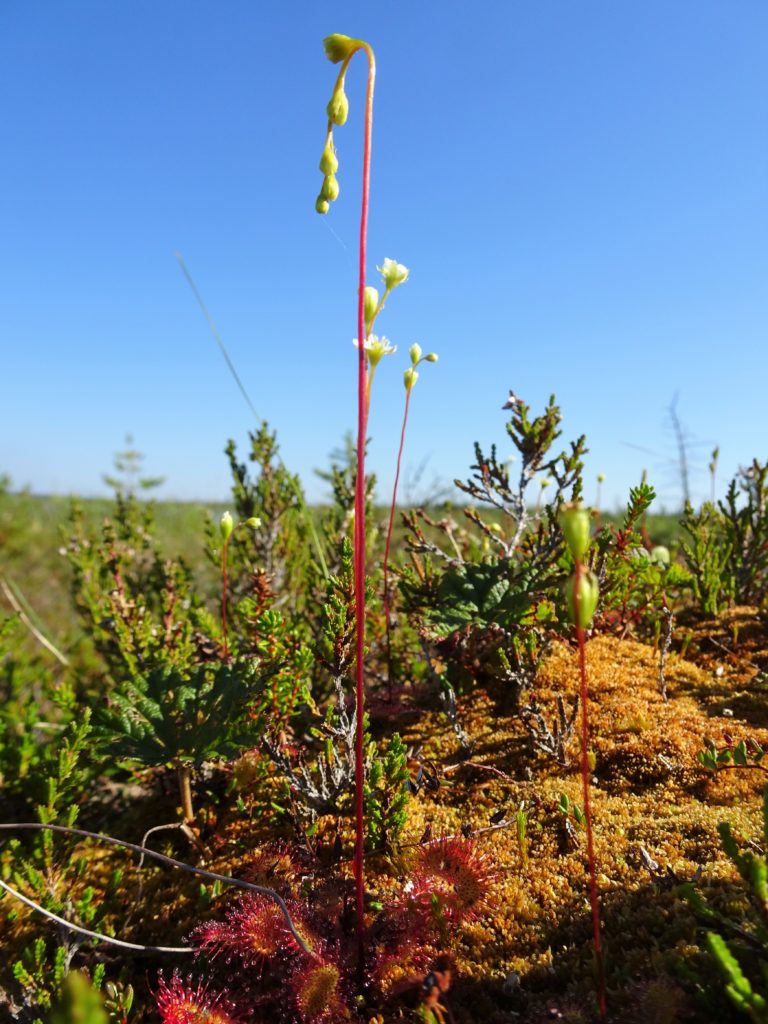 Valokuvaaja: Irja Lehtinen