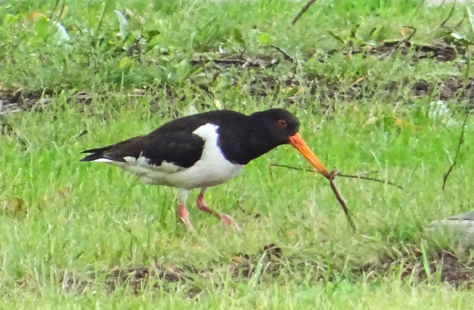 Valokuvaaja: Liisa Niiva-Korpela