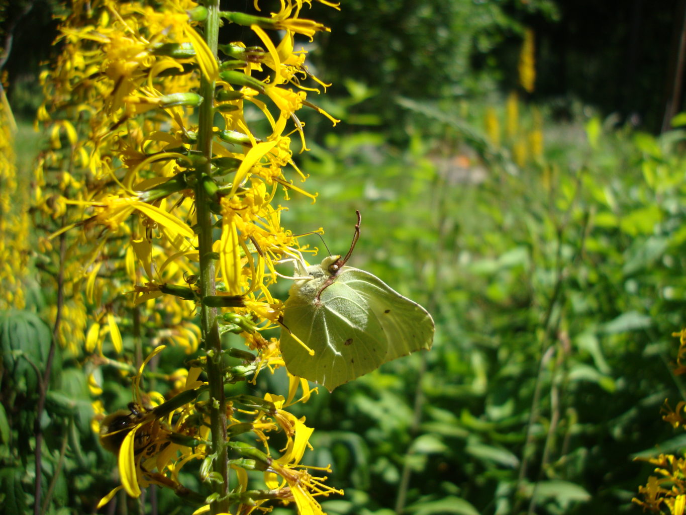 Valokuvaaja: Anja Mustamaa