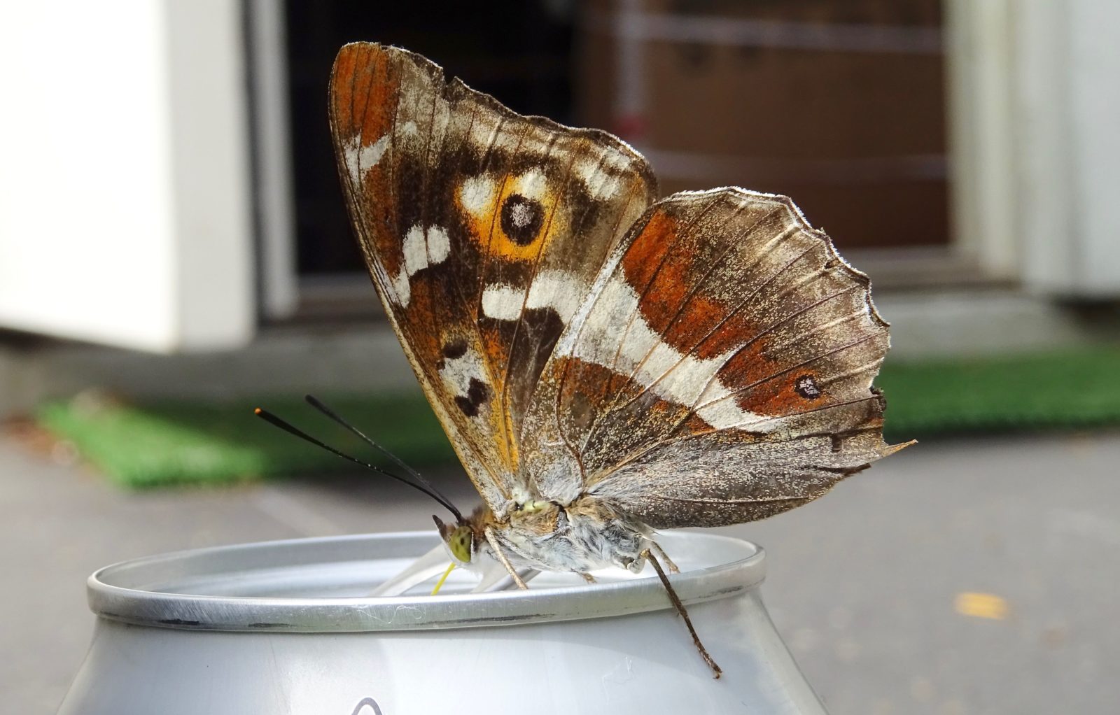 Valokuvaaja: Liisa Niiva-Korpela