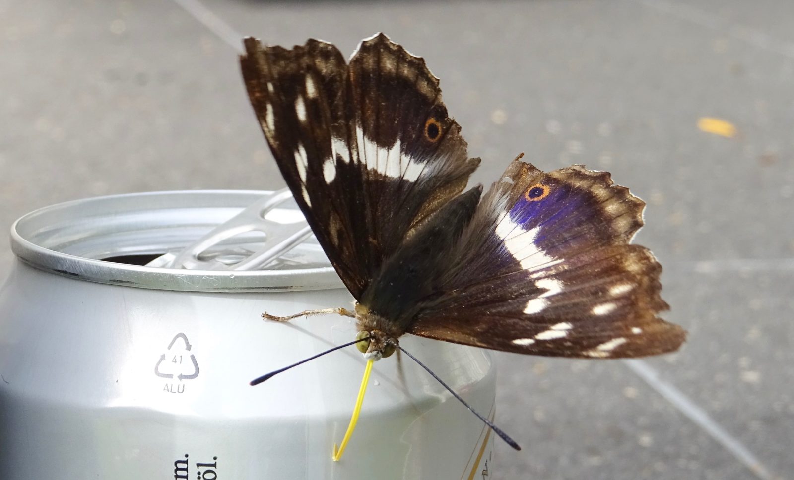 Valokuvaaja: Liisa Niiva-Korpela