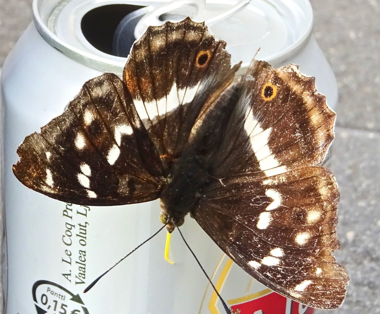 Valokuvaaja: Liisa Niiva-Korpela