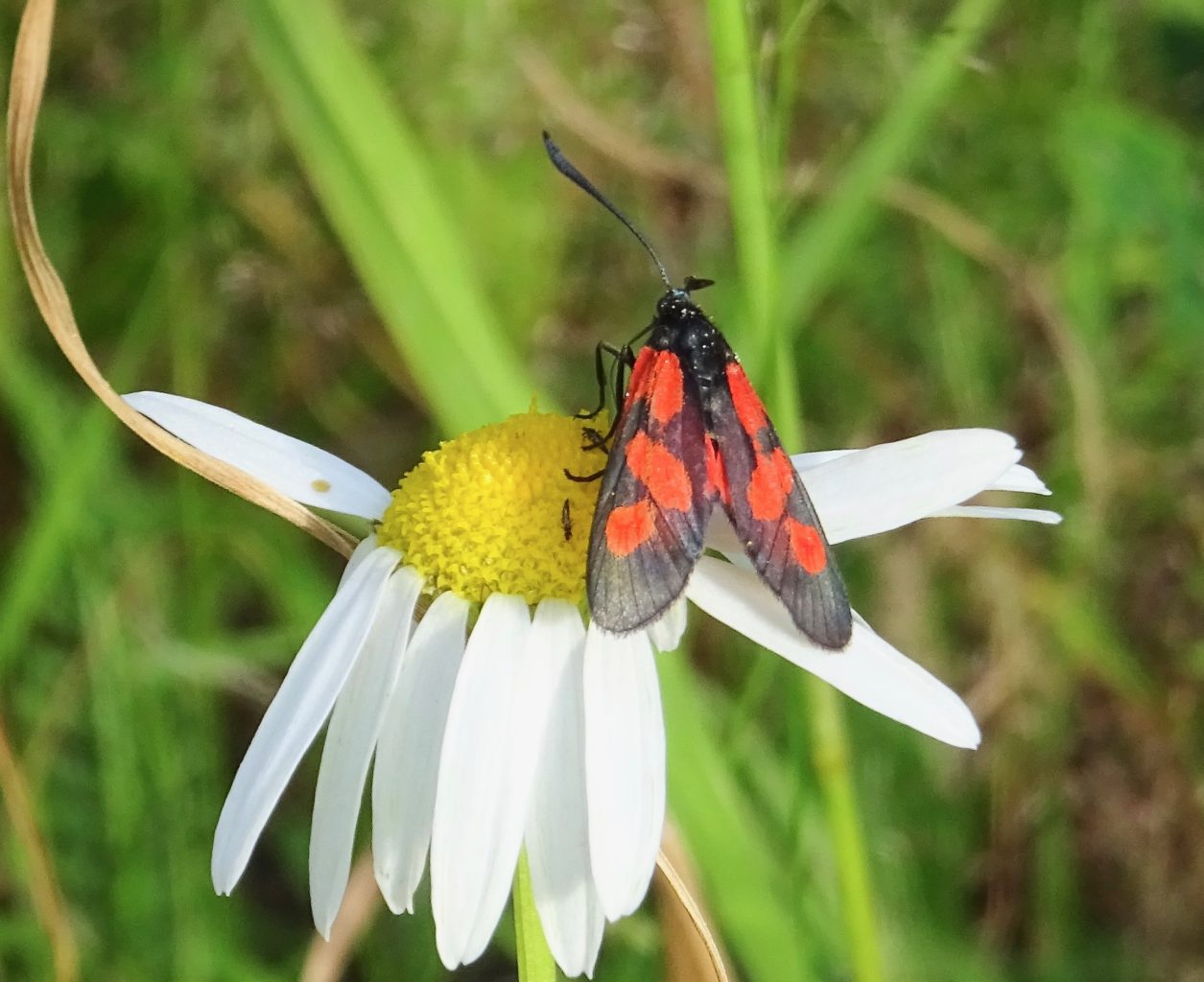 Valokuvaaja: Liisa Niiva-Korpela