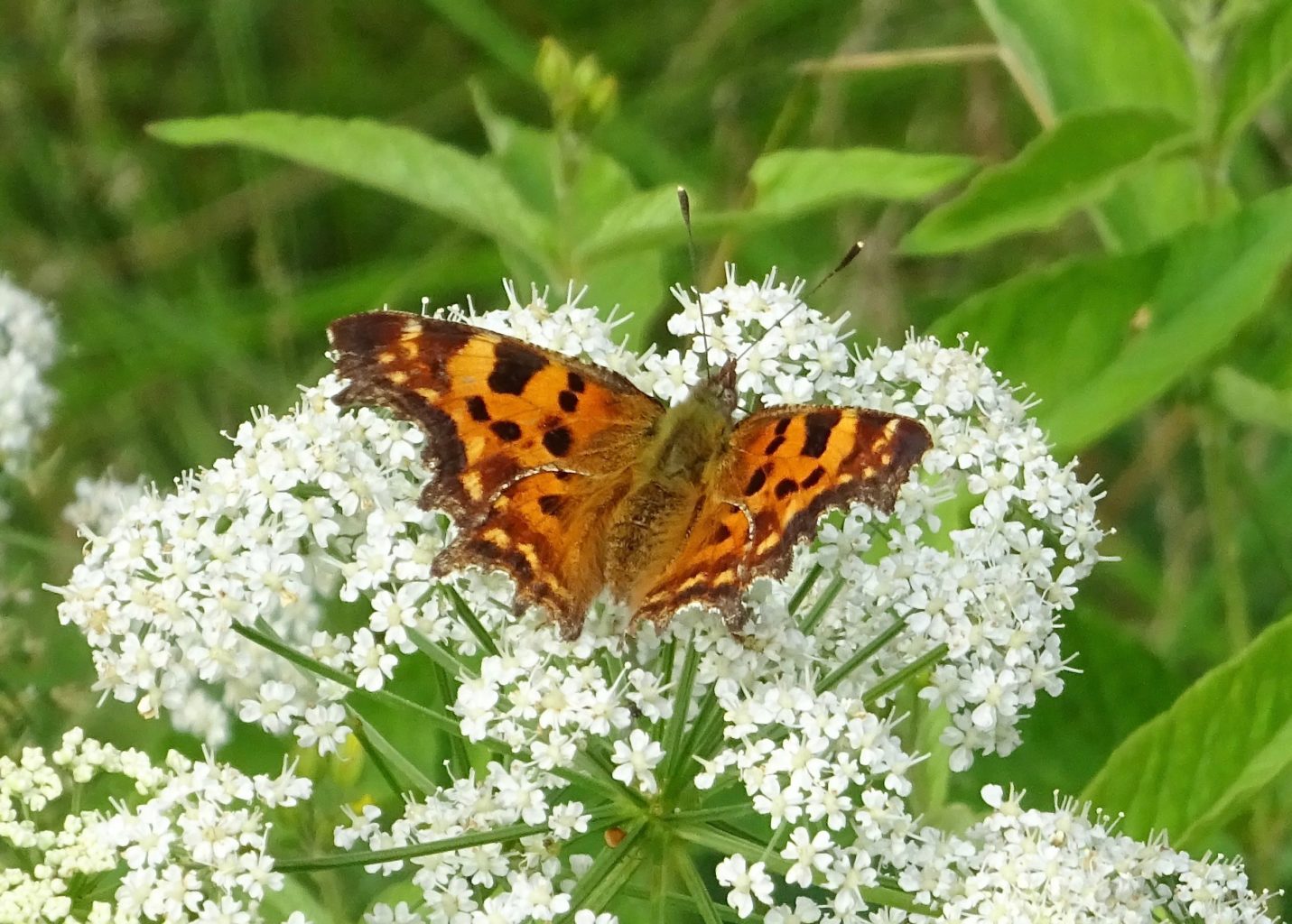Valokuvaaja: Liisa Niiva-Korpela
