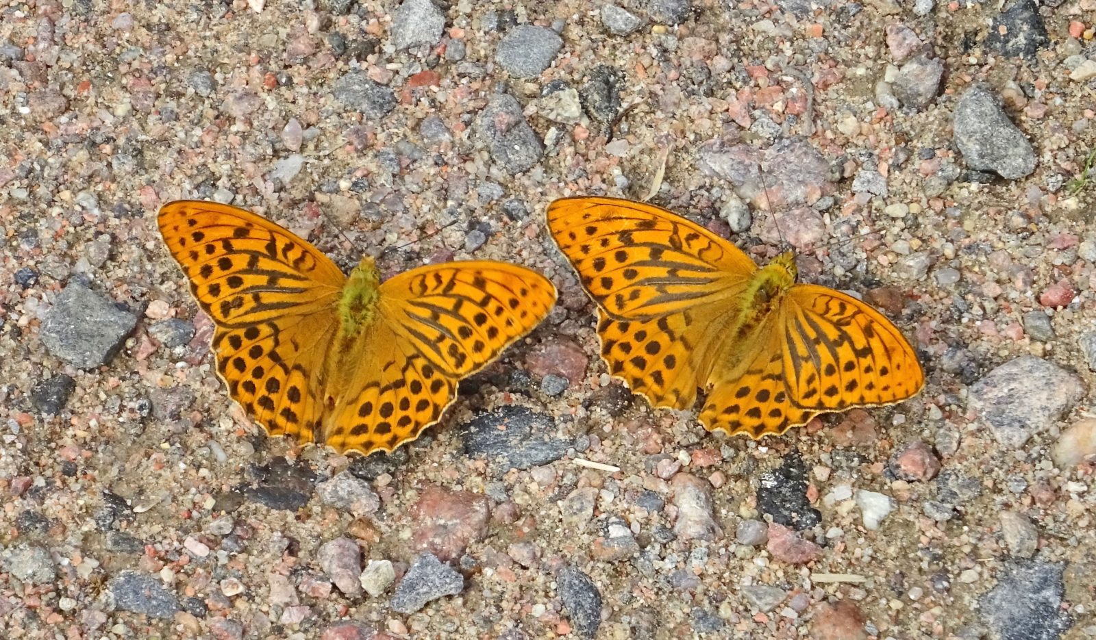 Valokuvaaja: Liisa Niiva-Korpela