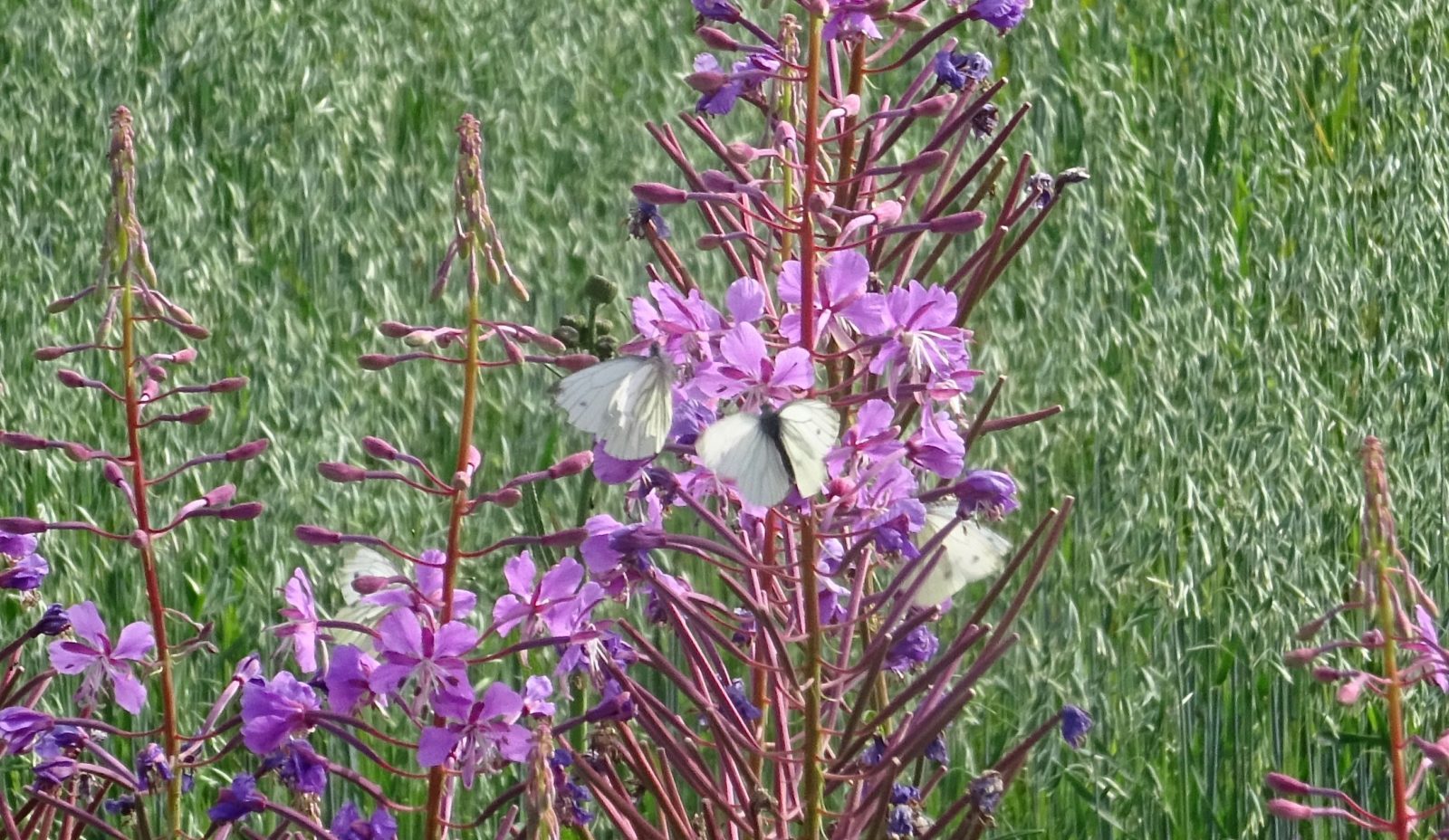 Valokuvaaja: Liisa Niiva-Korpela