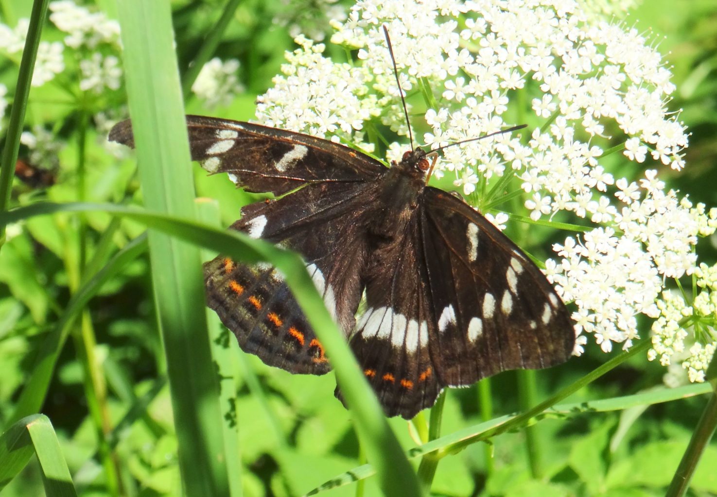 Valokuvaaja: Liisa Niiva-Korpela