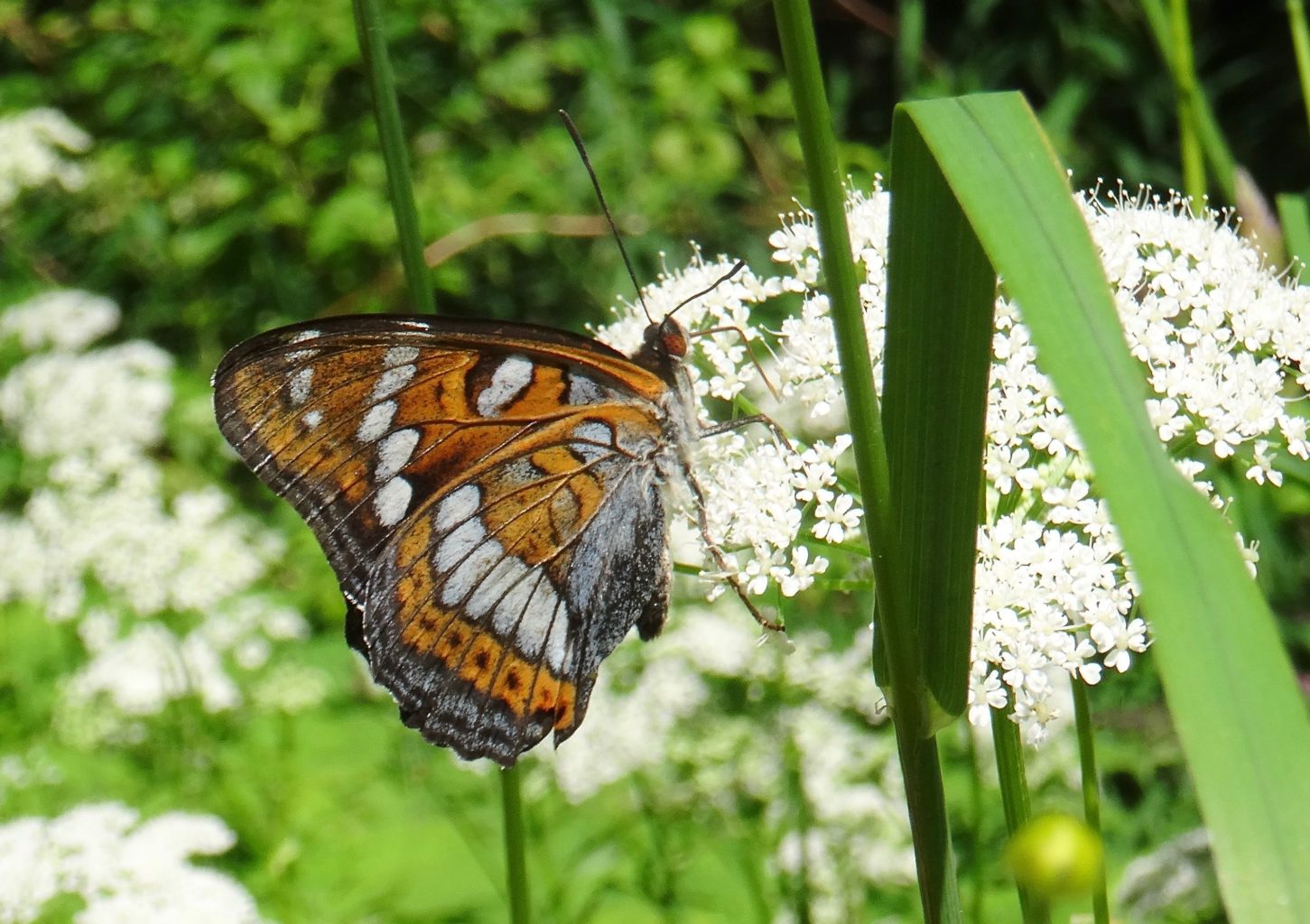 Valokuvaaja: Liisa Niiva-Korpela