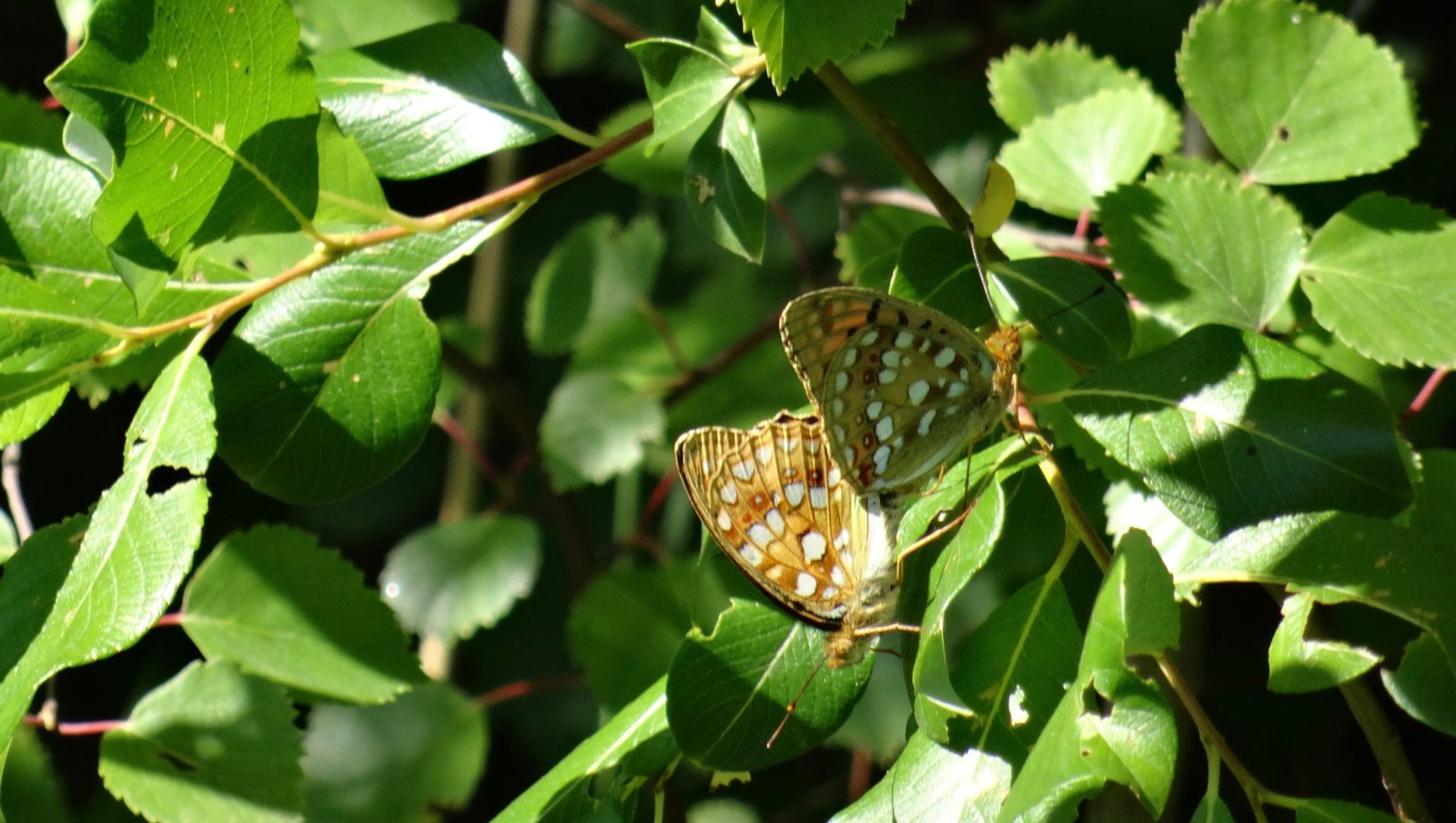 Valokuvaaja: Liisa Niiva-Korpela