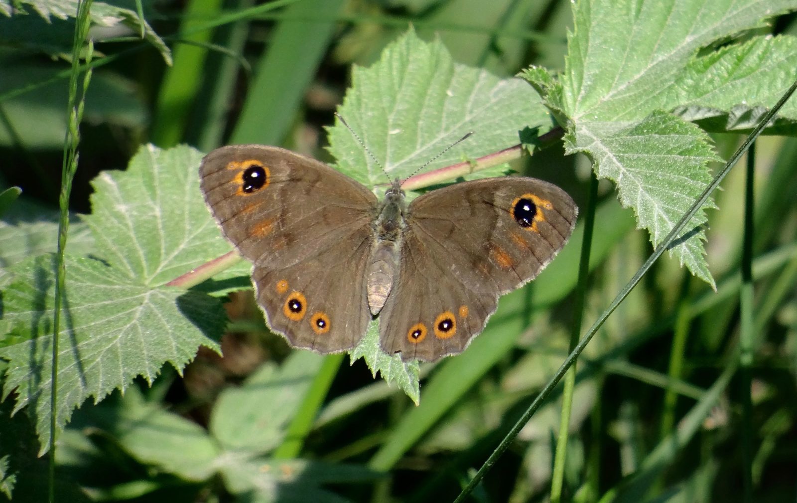 Valokuvaaja: Liisa Niiva-Korpela