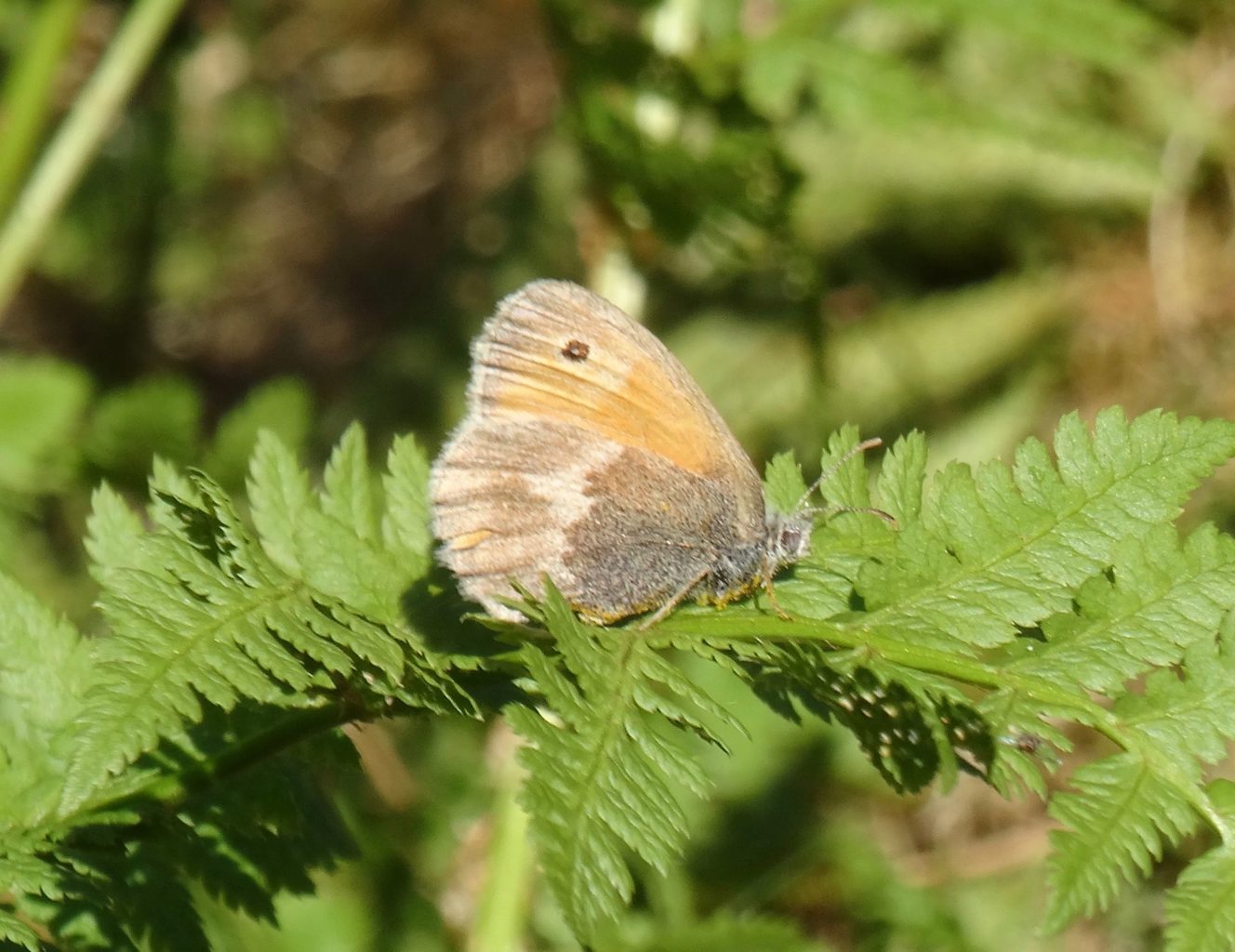 Valokuvaaja: Liisa Niiva-Korpela