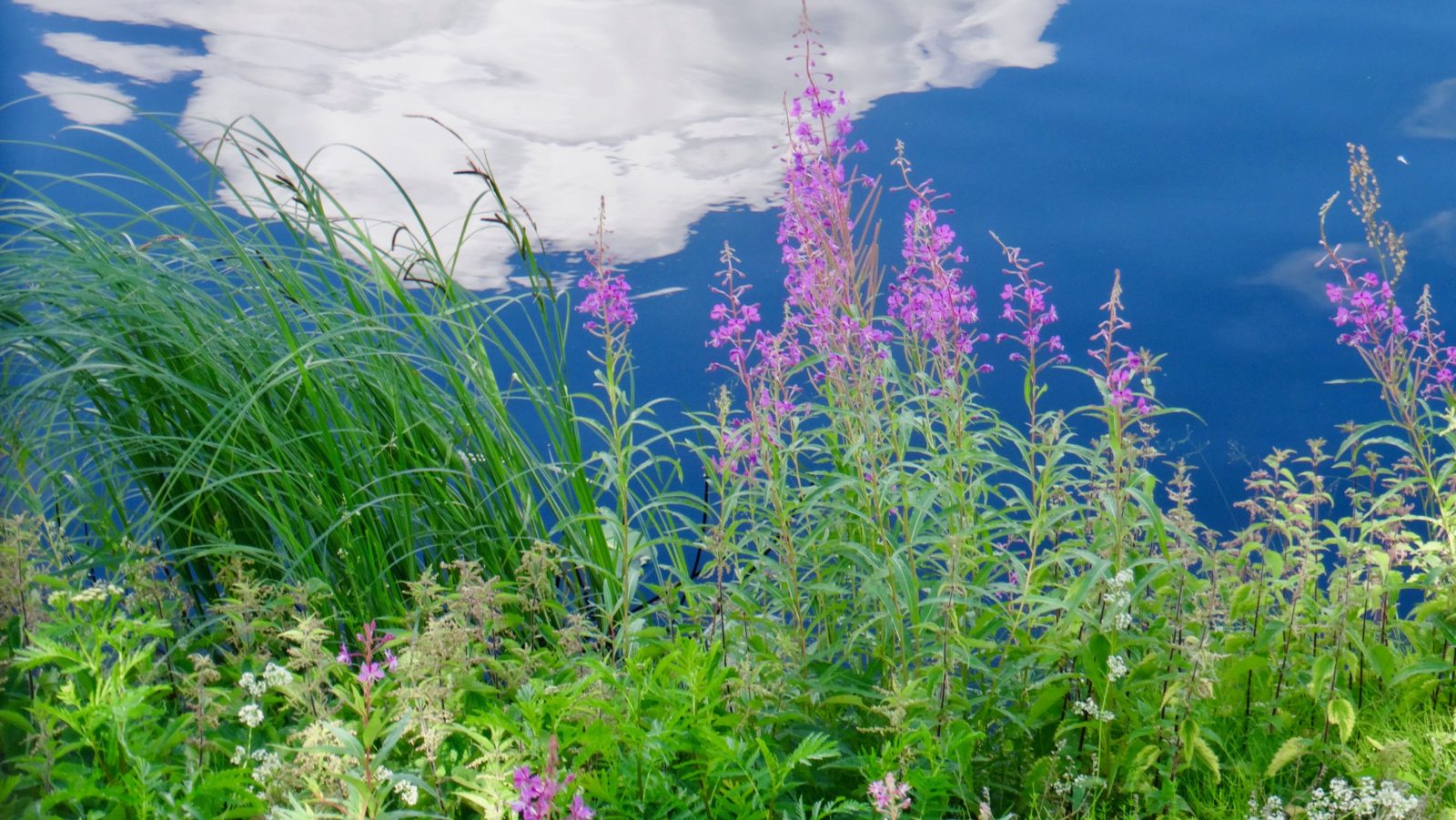 Valokuvaaja: Liisa Niiva-Korpela