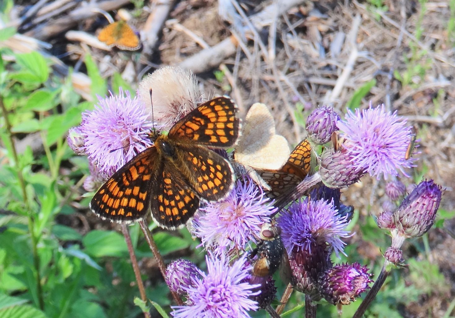 Valokuvaaja: Liisa Niiva-Korpela