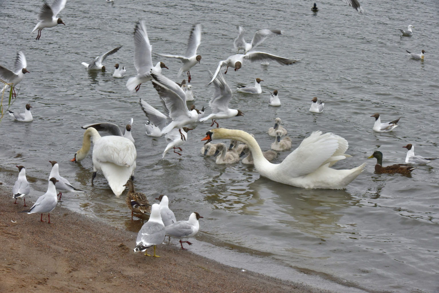 Valokuvaaja: Reijo Juurinen