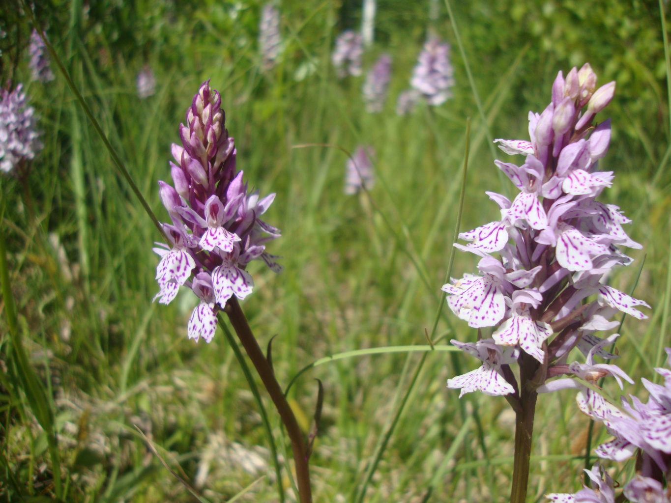 Valokuvaaja: Anja Mustamaa