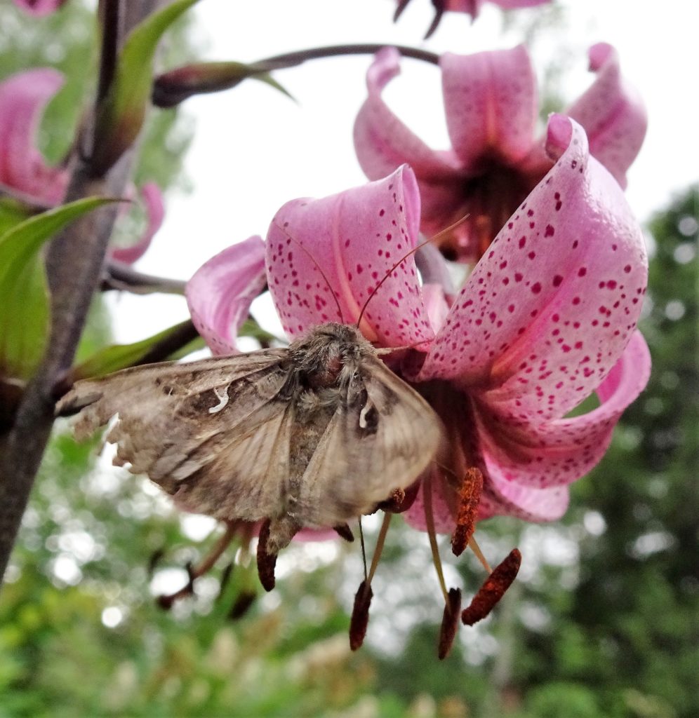 Valokuvaaja: Irja lehtinen