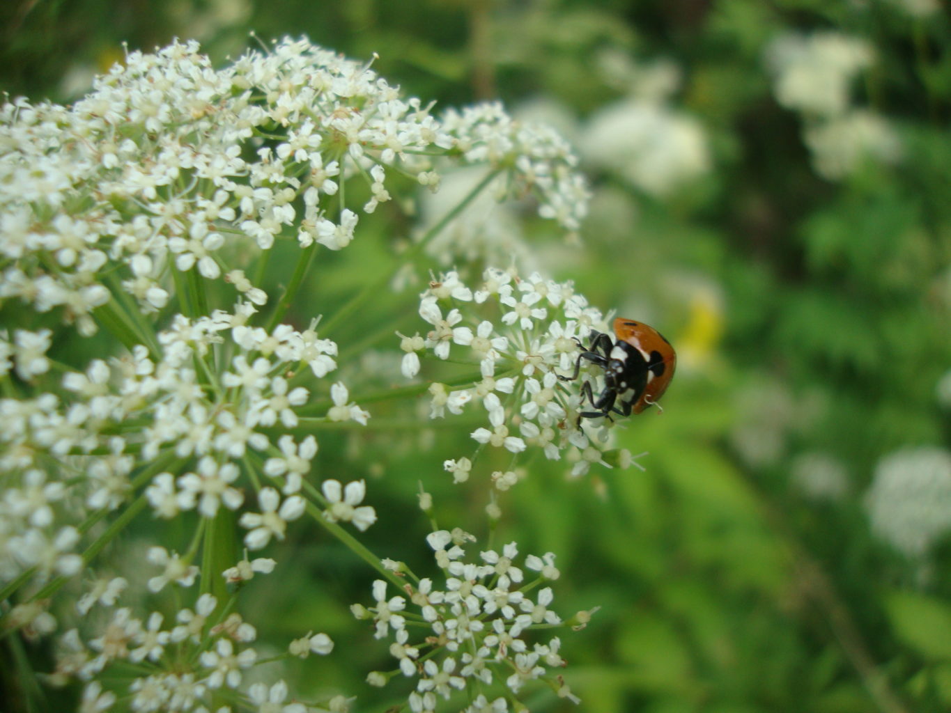 Valokuvaaja: Anja Mustamaa