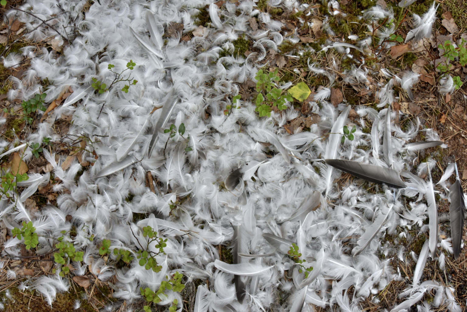 Valokuvaaja: Reijo Juurinen