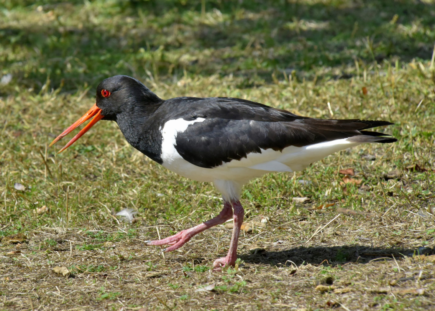 Valokuvaaja: Reijo Juurinen