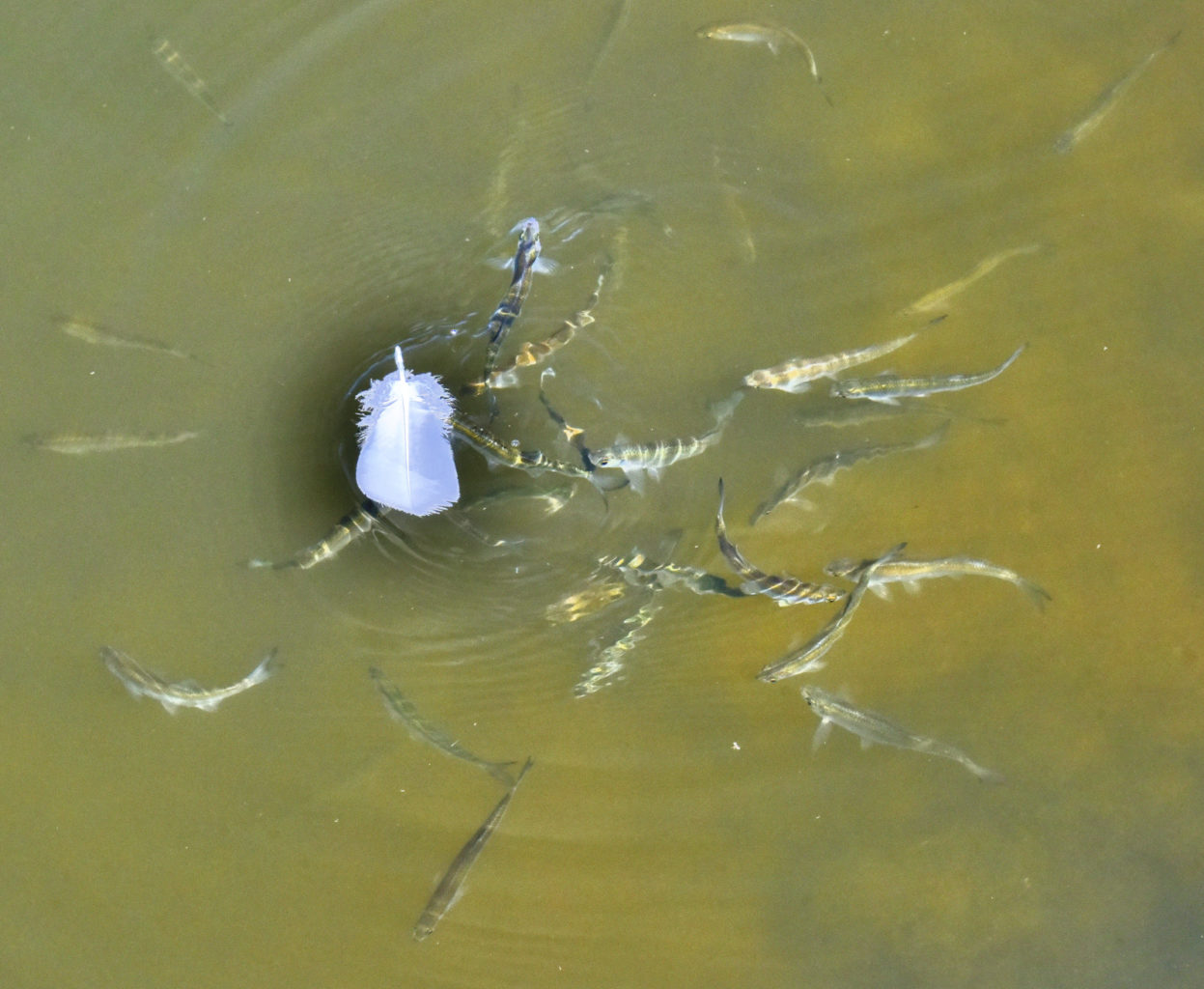 Valokuvaaja: Reijo Juurinen