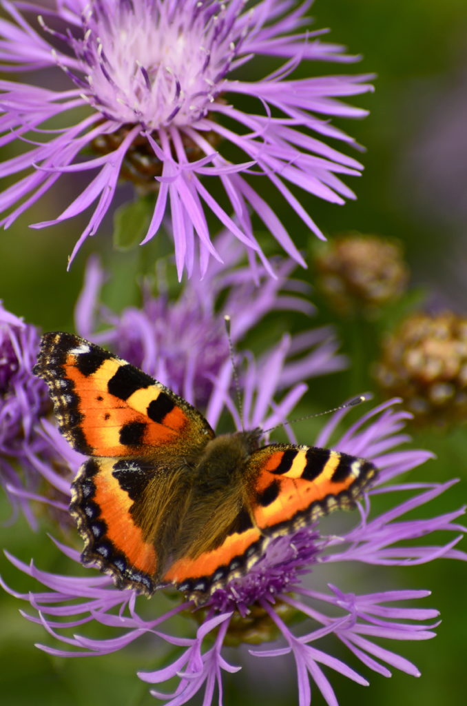 Valokuvaaja: Heidi Rikala