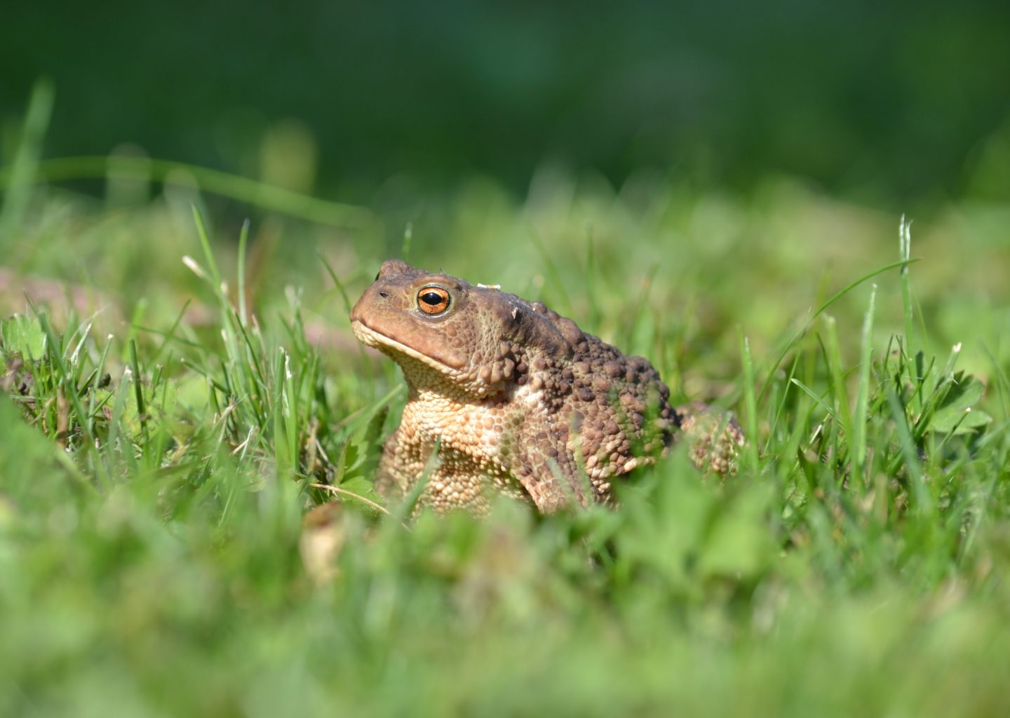 Valokuvaaja: satu välimaa