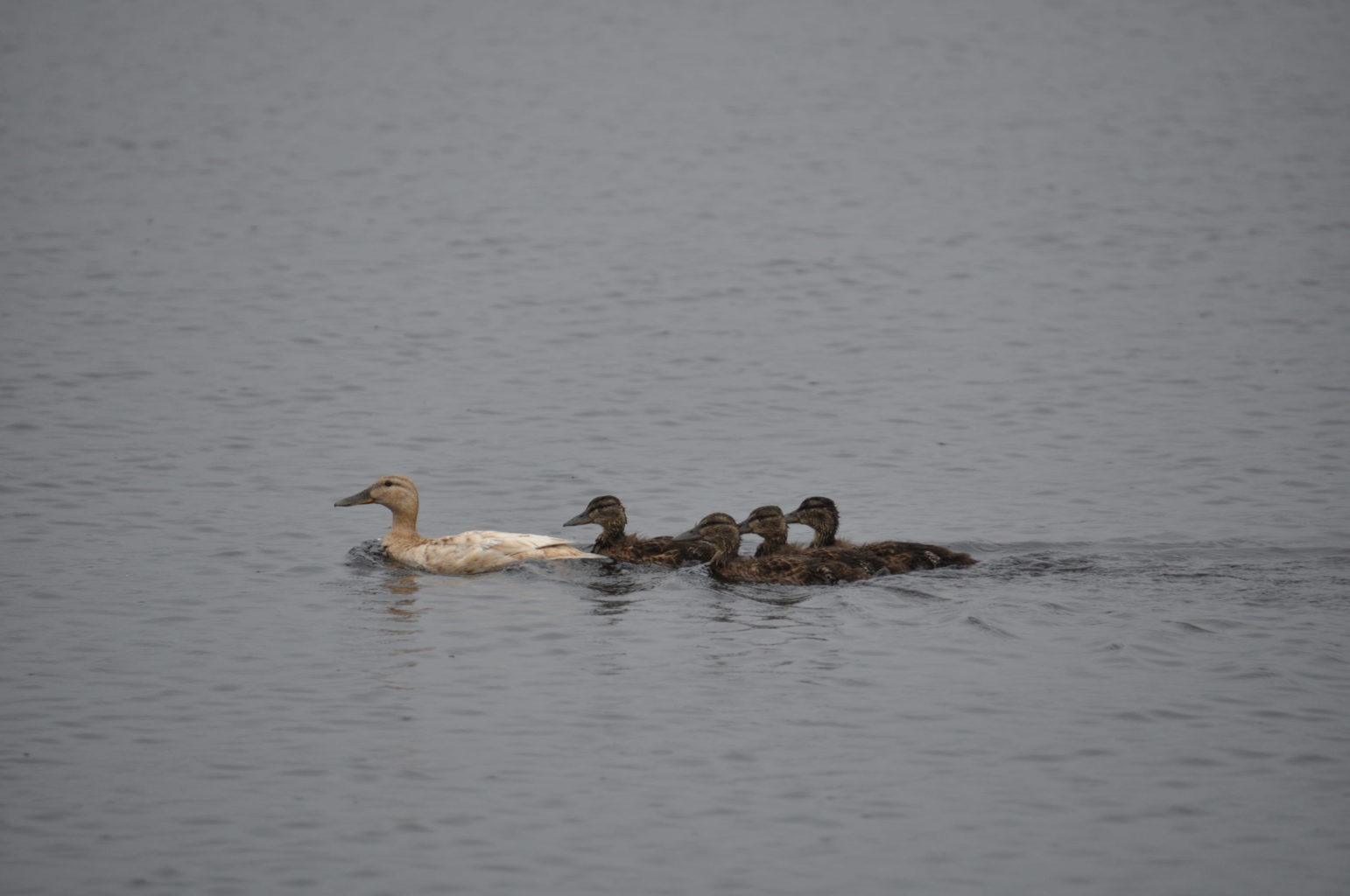 Valokuvaaja: Jussi Mykkänen