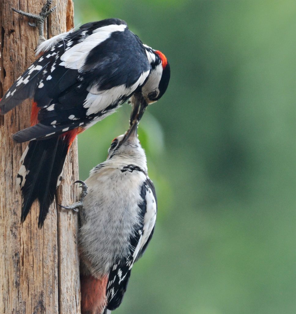 Valokuvaaja: satu välimaa