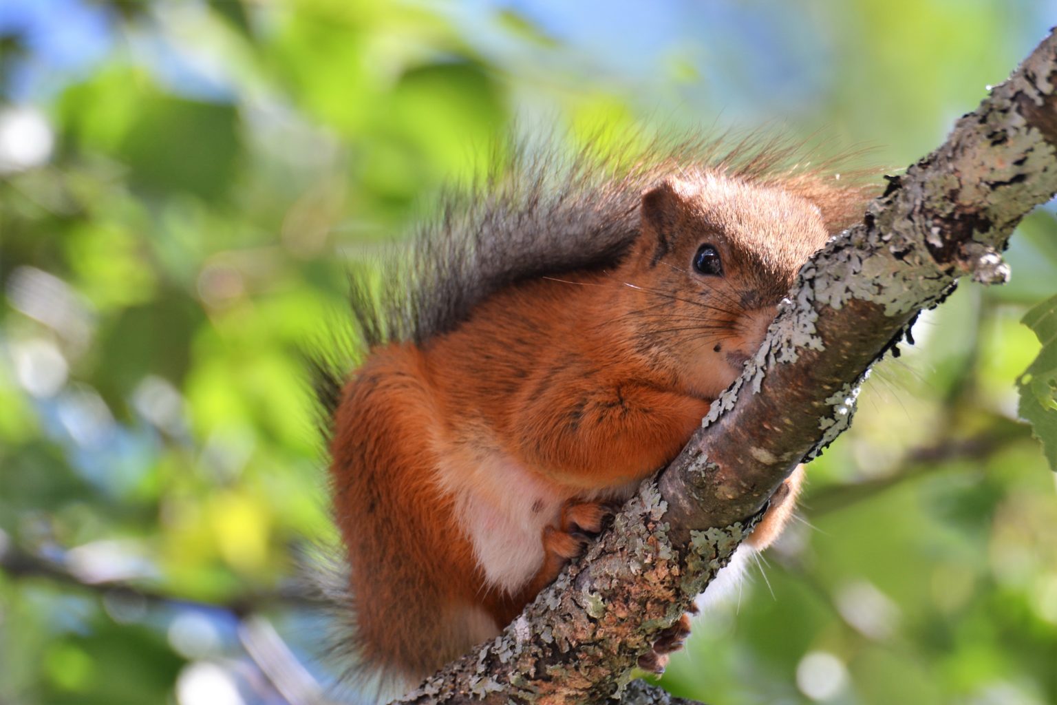 Valokuvaaja: satu välimaa