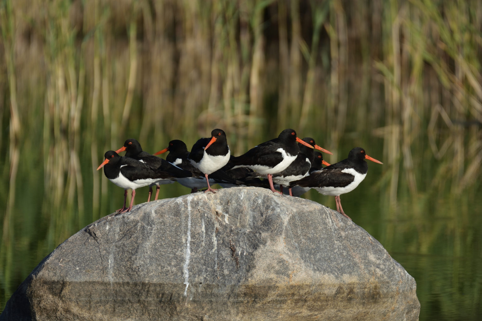 Valokuvaaja: Asko Heikkinen