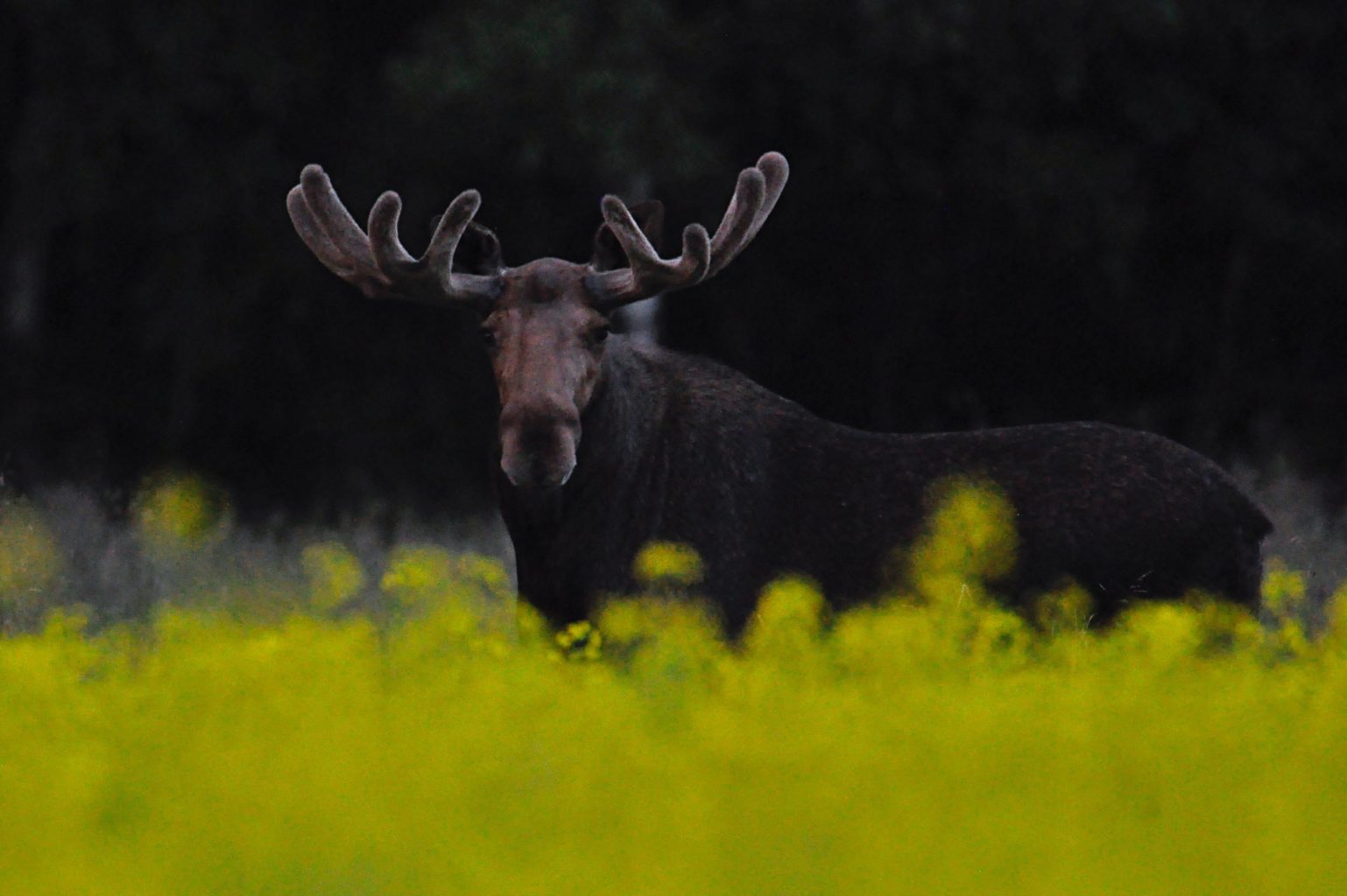 Valokuvaaja: Jenni merilä