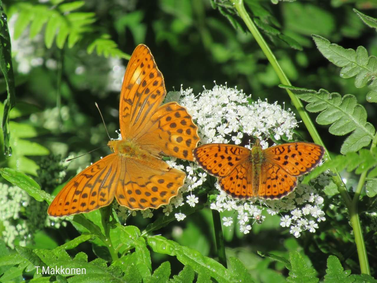 Valokuvaaja: Tuula Makkonen