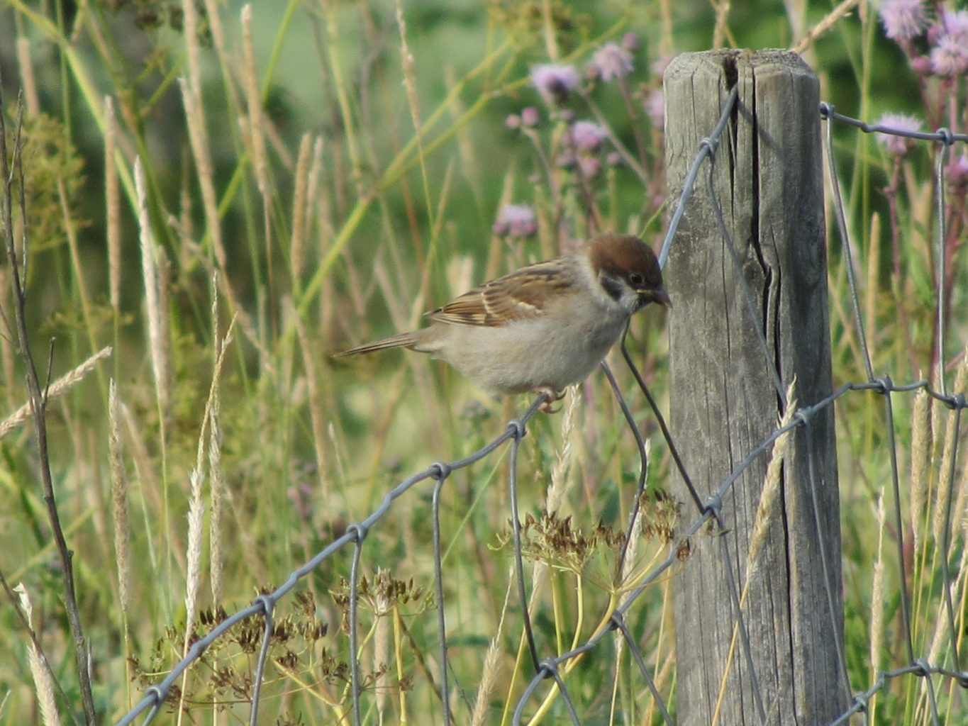 Valokuvaaja: Risto Kangassalo