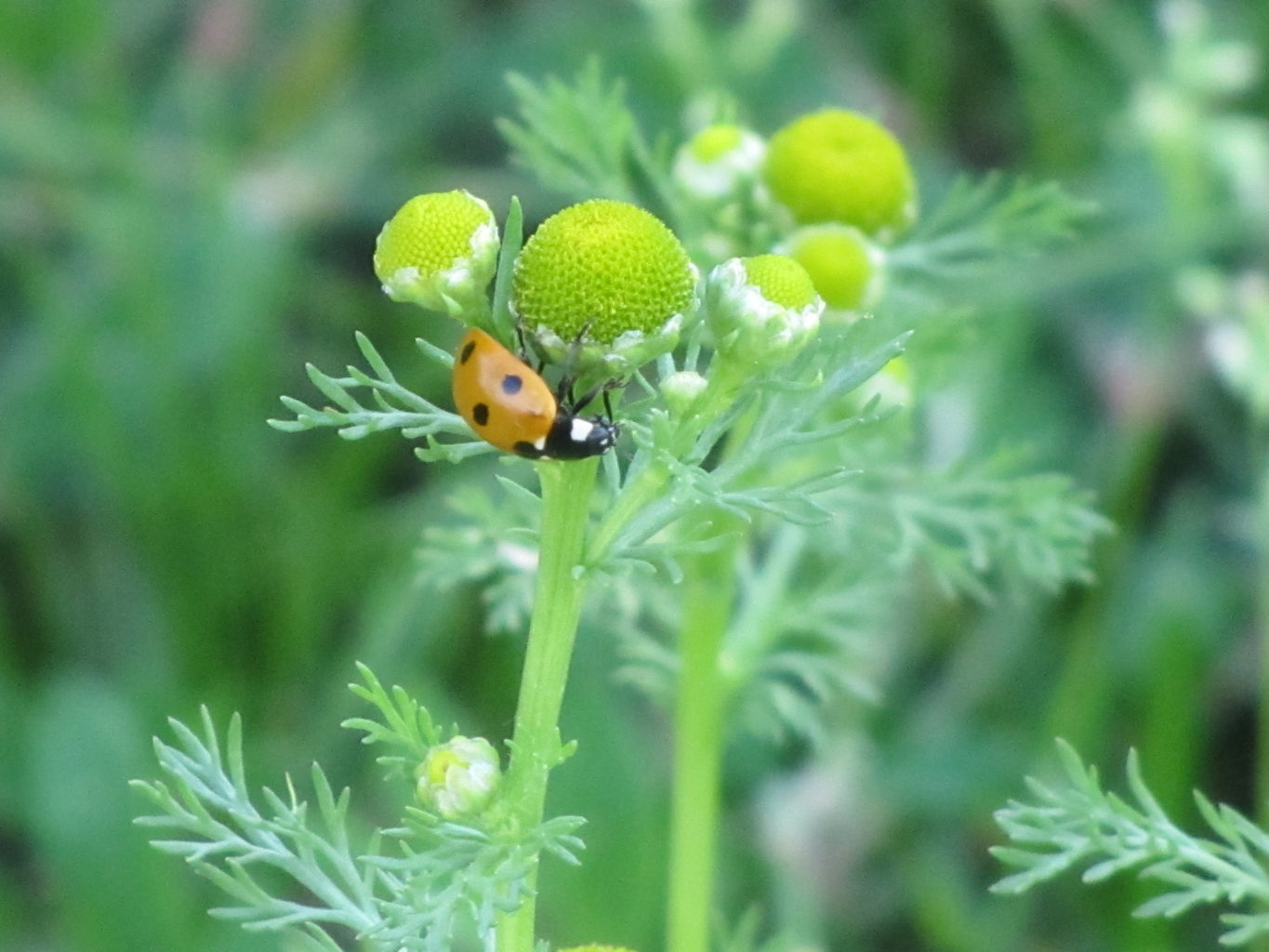 Valokuvaaja: Risto Kangassalo