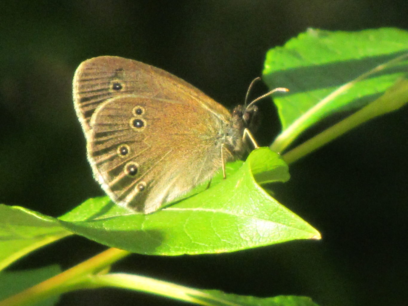 Valokuvaaja: Risto Kangassalo