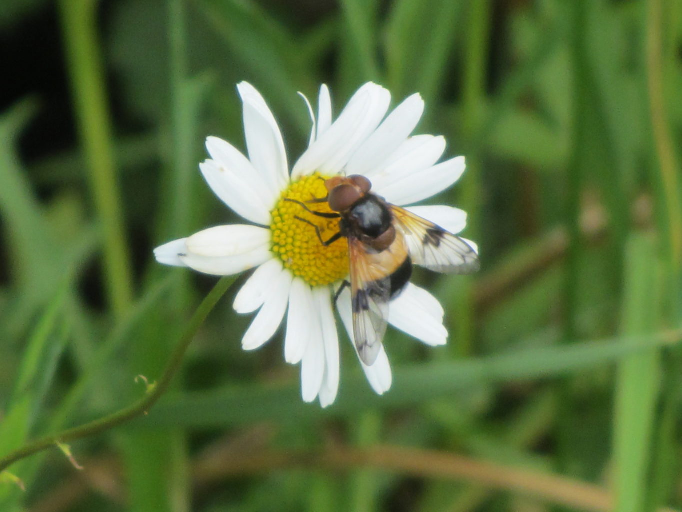 Valokuvaaja: Risto Kangassalo