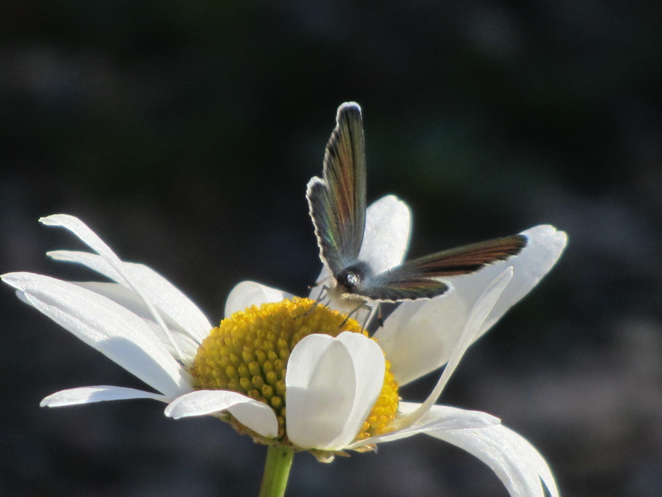 Valokuvaaja: Risto Kangassalo
