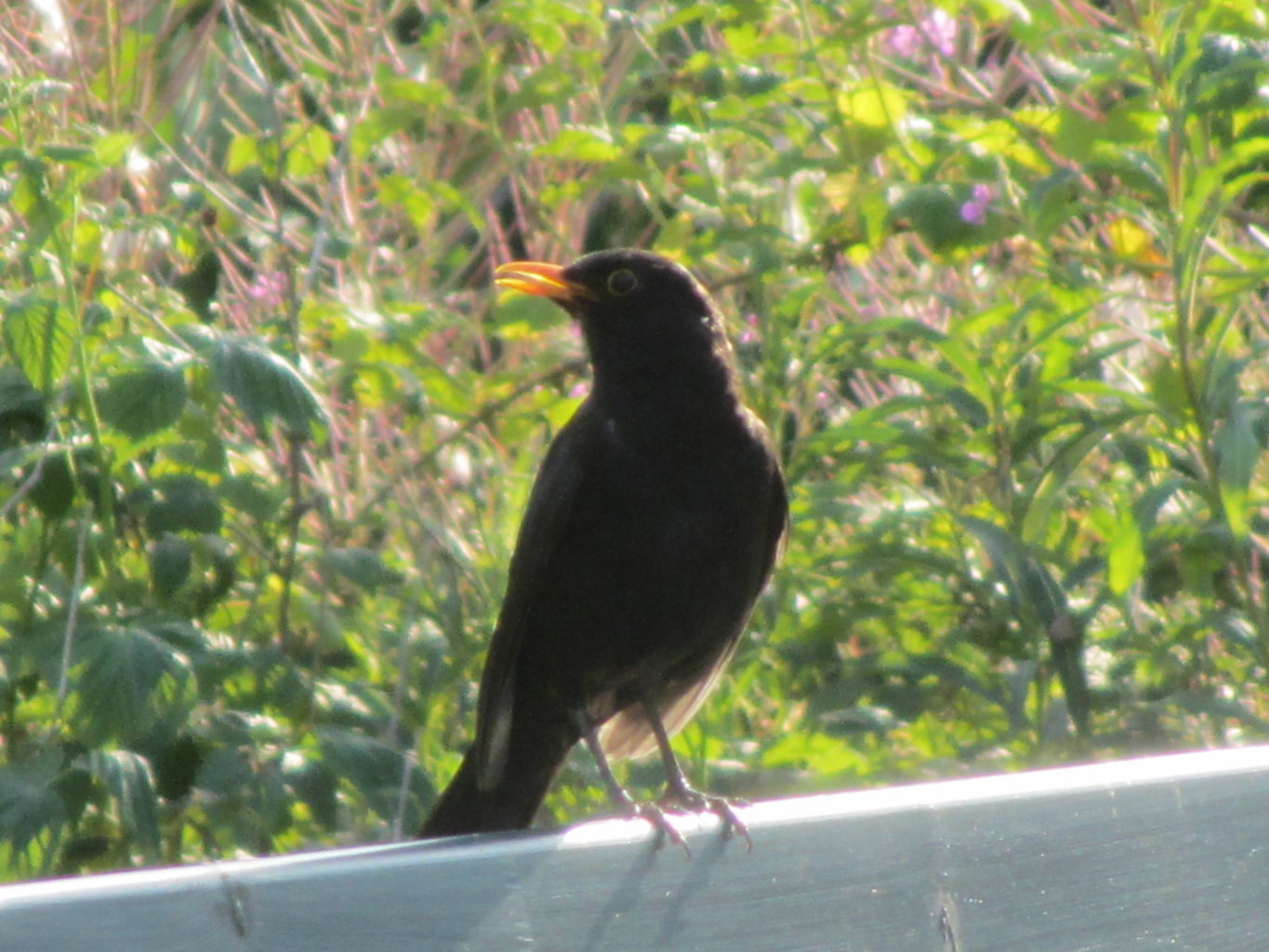 Valokuvaaja: Risto Kangassalo