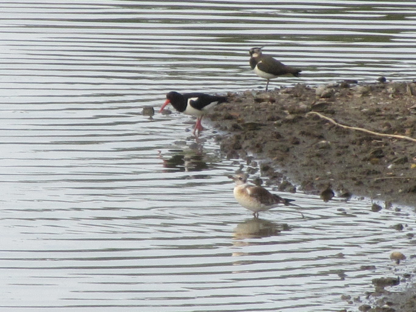Valokuvaaja: Risto Kangassalo